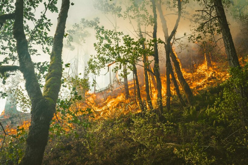 Forest Fire Prediction ML Model
